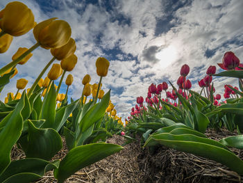 Scenic view of flowering trees on field against cloudy sky