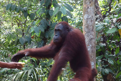 Monkey in a forest