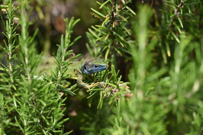 Close-up of a lizard on plant