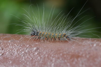 Close-up of insect on leaf