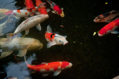 Close-up of koi fish in water