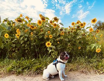Woman with dog on flower against sky