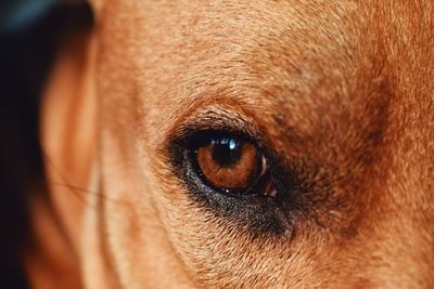 Close-up portrait of dog