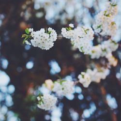 Close-up of white flowers