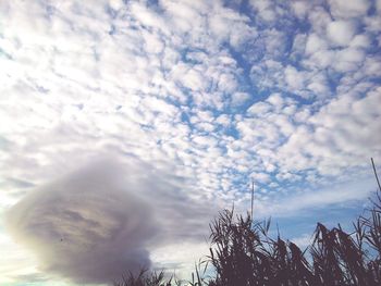 Low angle view of plants against sky