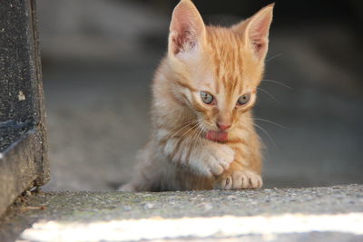 Portrait of cat on kitten outdoors