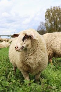 Sheep grazing on field