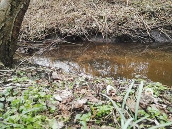 Close-up of plants growing in forest