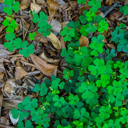 High angle view of leaves on field