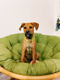 Dog sitting in chair