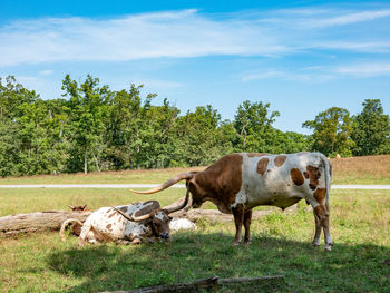 Two texas longhorn cattle lying in the pasture on a ranch.