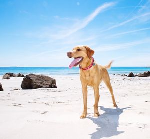 A happy and healthy labrador retriever dog standing alone on a beach in a summer vacation image