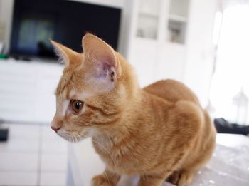 Close-up of cat looking away at home