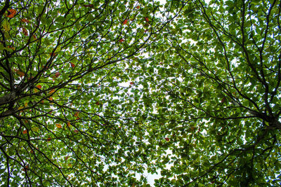 Low angle view of tree in forest