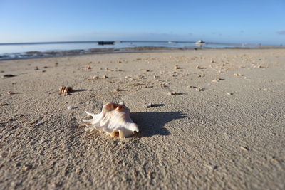 Sheep on beach