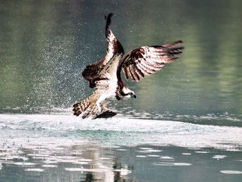 Bird flying over lake