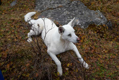 High angle view of dog standing on land