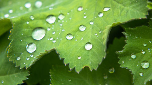 Close-up of water drops on leaves