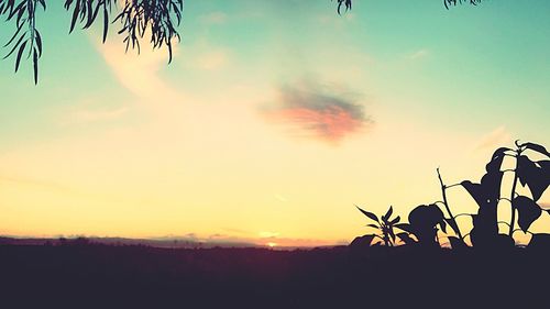 Silhouette cactus plants against sky during sunset