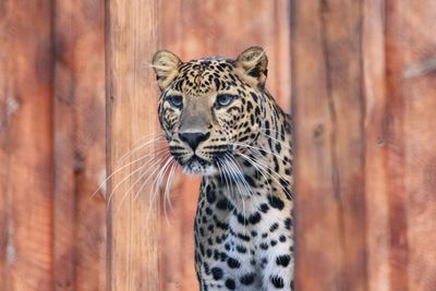 Close-up of leopard amidst wooden wall in zoo