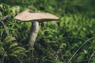 Close-up of mushroom growing on field