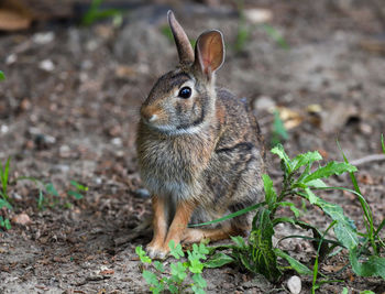 Close-up of a rabbit on land