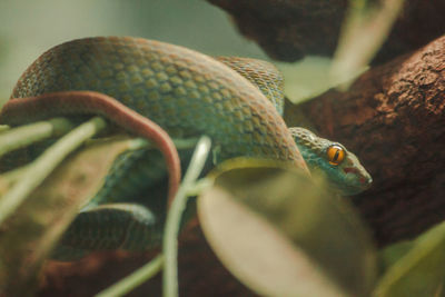 Close-up of snake