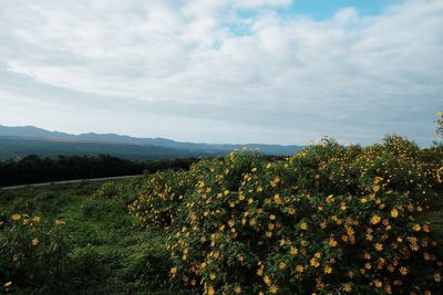 Plants on landscape against the sky