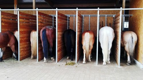 Rear view of horses in stable