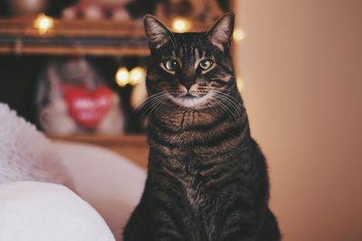 Close-up portrait of a cat at home