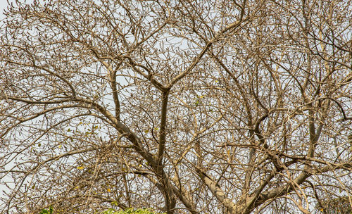 Low angle view of bare trees in forest