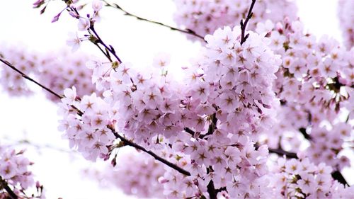 Close-up of pink cherry blossoms in spring