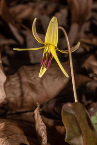 Close-up of plant, trout lily