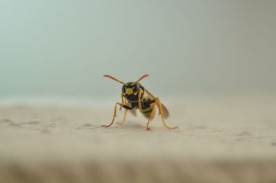 Close-up of crab on sand