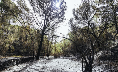 Trees in forest against sky during winter