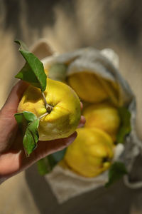 Woman holding freshly harvested quinces cydonia oblonga and grocery shopping bag