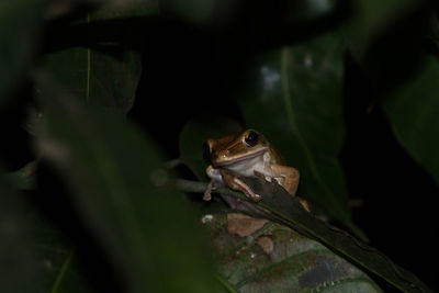 Close-up of frog on leaf