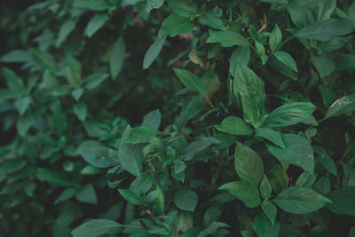 Full frame shot of leaves