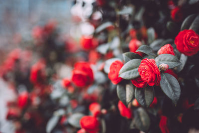 Close up of red flowers
