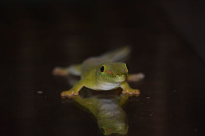 Close-up of lizard