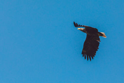 Low angle view of bird flying against clear blue sky