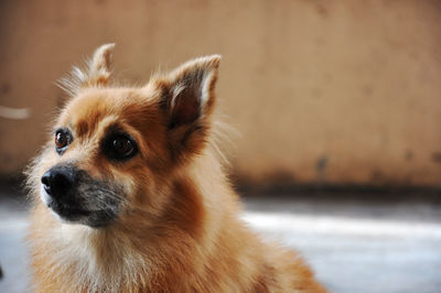 Close-up of pomeranian