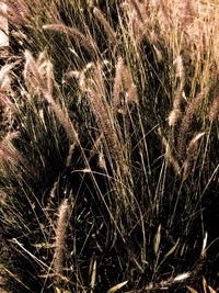 Full frame shot of grass on field at night