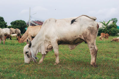 Cows on grassy field against sky