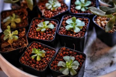 High angle view of potted plants