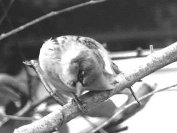 Close-up of a bird