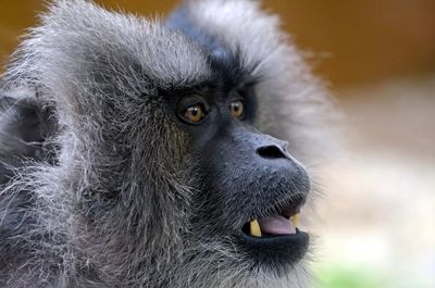 Close-up portrait of a monkey