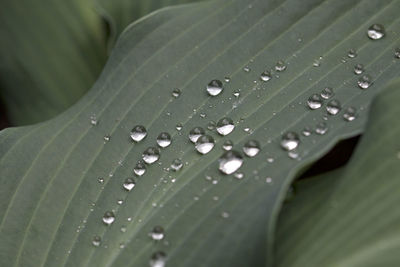 Close-up of raindrops on wet leaf