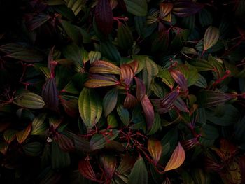 Full frame shot of leaves