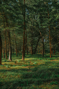 Trees in forest